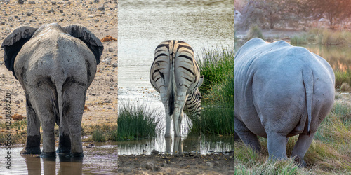 Obraz na płótnie Photo collage of animal butts, elephant, zebras and rhinoceros buttocks, wildlife safari and game drive in Namibia, Africa w salonie