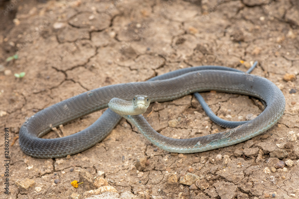 A highly venomous black mamba (Dendroaspis polylepis) in the bushveld on a hot summer’s day A highly venomous black mamba (Dendroaspis polylepis) in the bushveld on a hot summer’s day