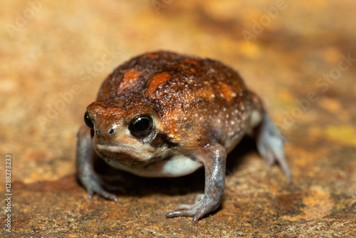 Fotografía A cute bushveld rain frog (Breviceps adspersus) in the wild