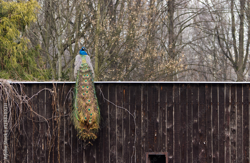 Obraz premium A peacock sitting on the edge of a building with its tail down to the ground. A peacock's tail hanging over the edge of a building. Peacock, wood paneled building, trees, nature, bird.