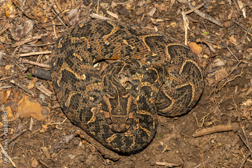 Photography Beautiful camouflage of the potently cytotoxic Puff Adder (Bitis arietans), in t