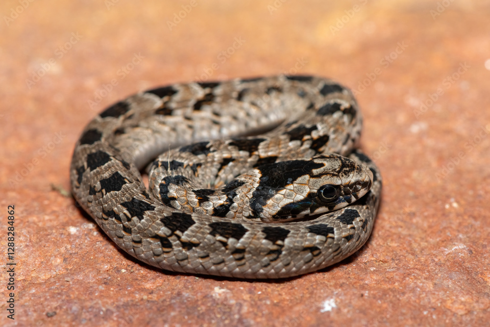 A cute juvenile rhombic night adder (Causus rhombeatus) in the wild A cute juvenile rhombic night adder (Causus rhombeatus) in the wild