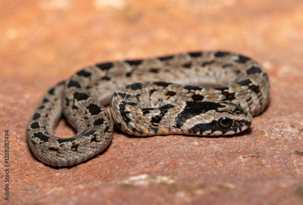 A cute juvenile rhombic night adder (Causus rhombeatus) in the wild A cute juvenile rhombic night adder (Causus rhombeatus) in the wild