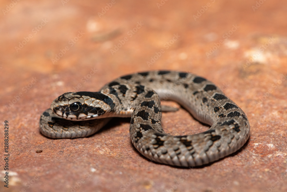 A cute juvenile rhombic night adder (Causus rhombeatus) in the wild A cute juvenile rhombic night adder (Causus rhombeatus) in the wild