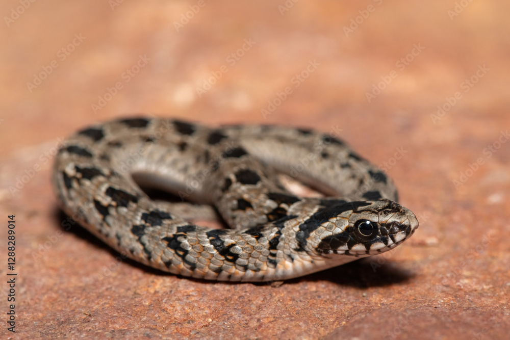 A cute juvenile rhombic night adder (Causus rhombeatus) in the wild A cute juvenile rhombic night adder (Causus rhombeatus) in the wild