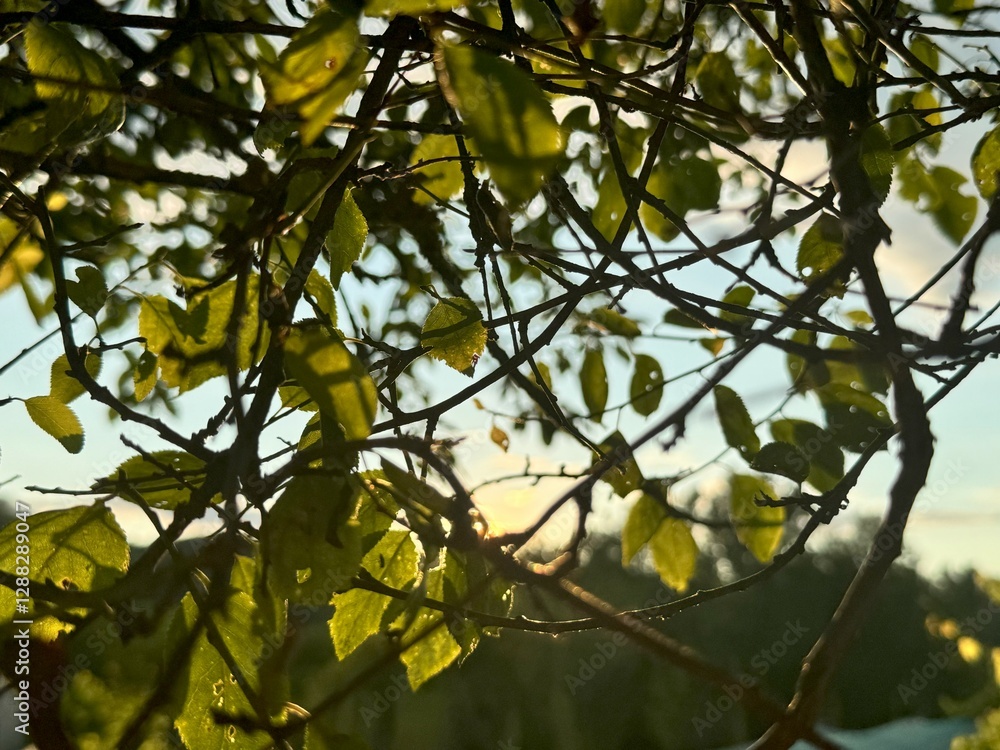 tree leaves tree leaves