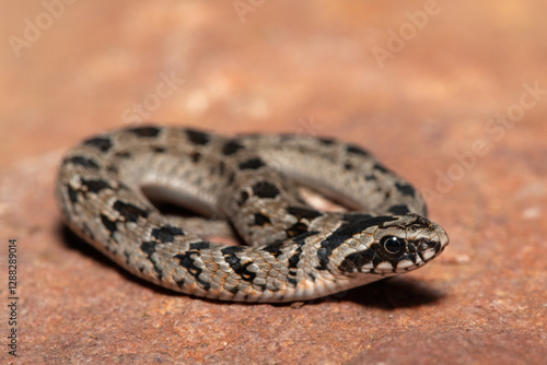 A cute juvenile rhombic night adder (Causus rhombeatus) in the wild