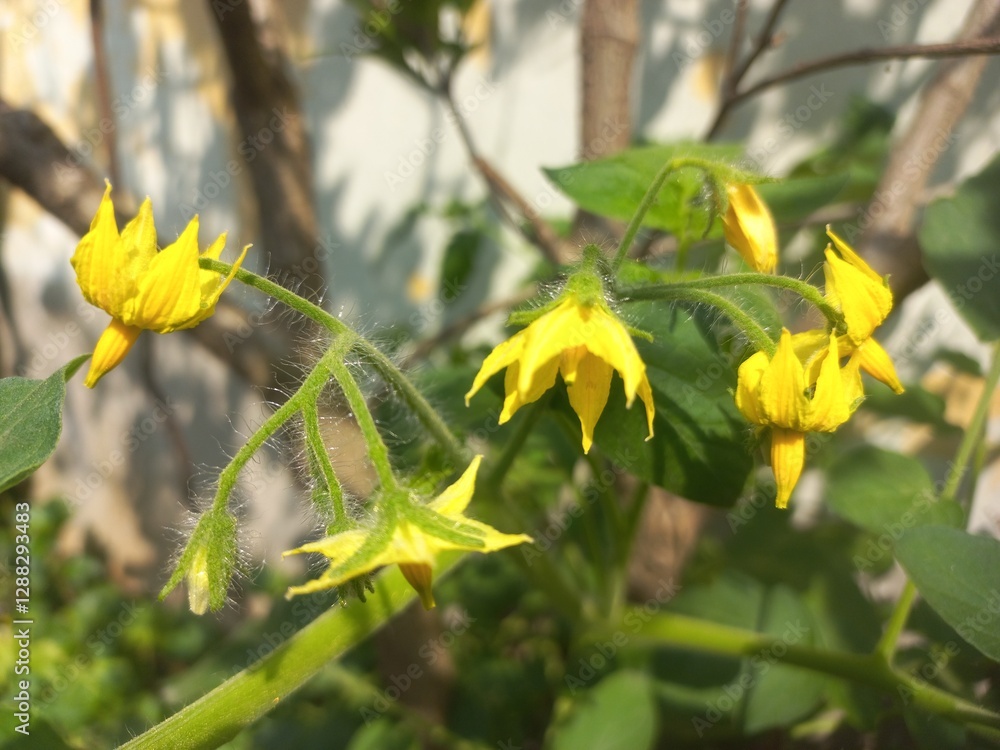 Yellow tomato flower on plant,Flowers and plants with unripe tomatoes,Yellow tomato flower,Tomato plant with green tomatoes,Small tomato plant blooming in the garden and tomatoes with flowers. Yellow tomato flower on plant,Flowers and plants with unripe tomatoes,Yellow tomato flower,Tomato plant with green tomatoes,Small tomato plant blooming in the garden and tomatoes with flowers.