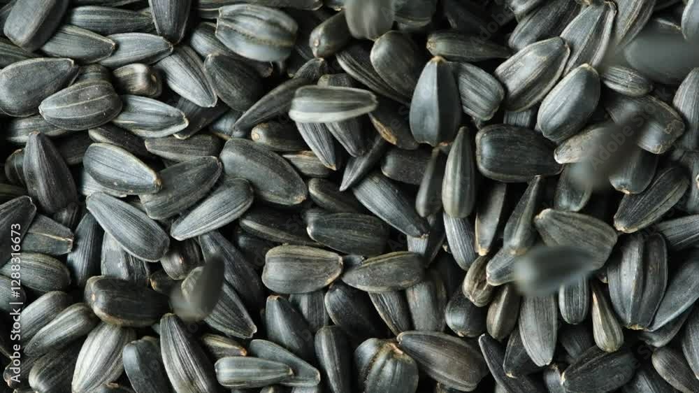 Macro Black Unpeeled Sunflower Seeds Pouring Slow Motion Macro Black Unpeeled Sunflower Seeds Pouring Slow Motion