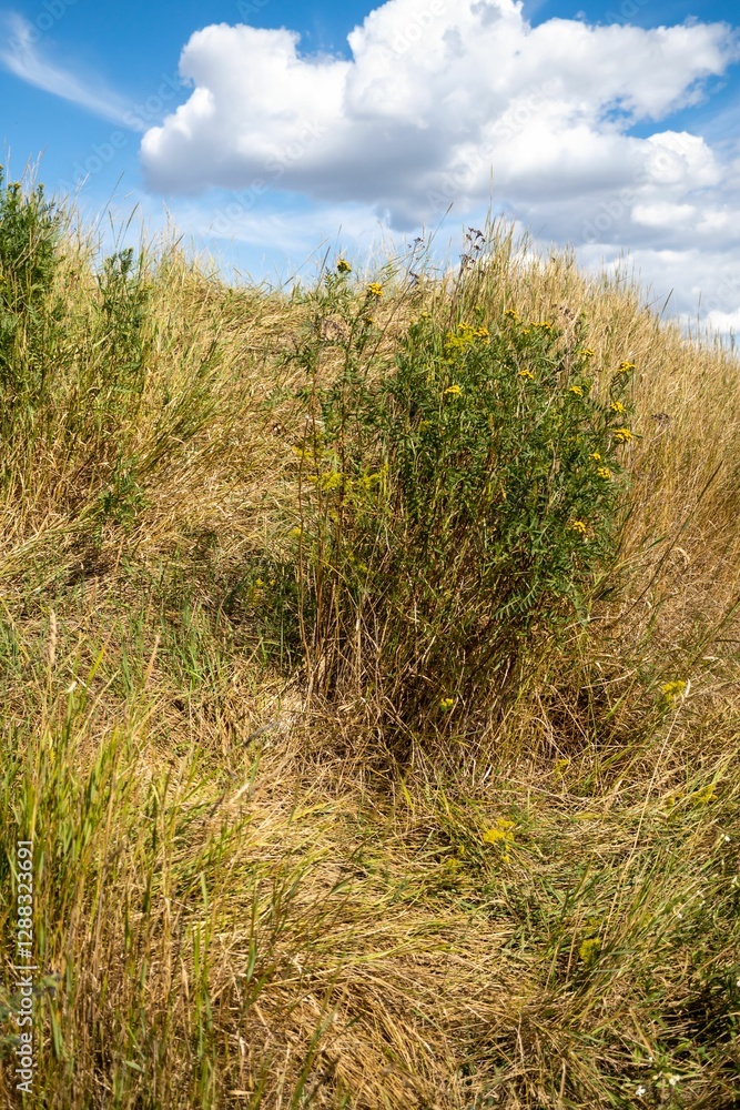 Vertical shot of yellow field flowers and dry grass under a blue cloudy sky Vertical shot of yellow field flowers and dry grass under a blue cloudy sky