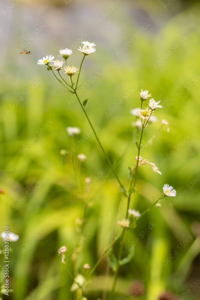 Vertical shot of daisies with a flying bee growing outdoor Vertical shot of daisies with a flying bee growing outdoor