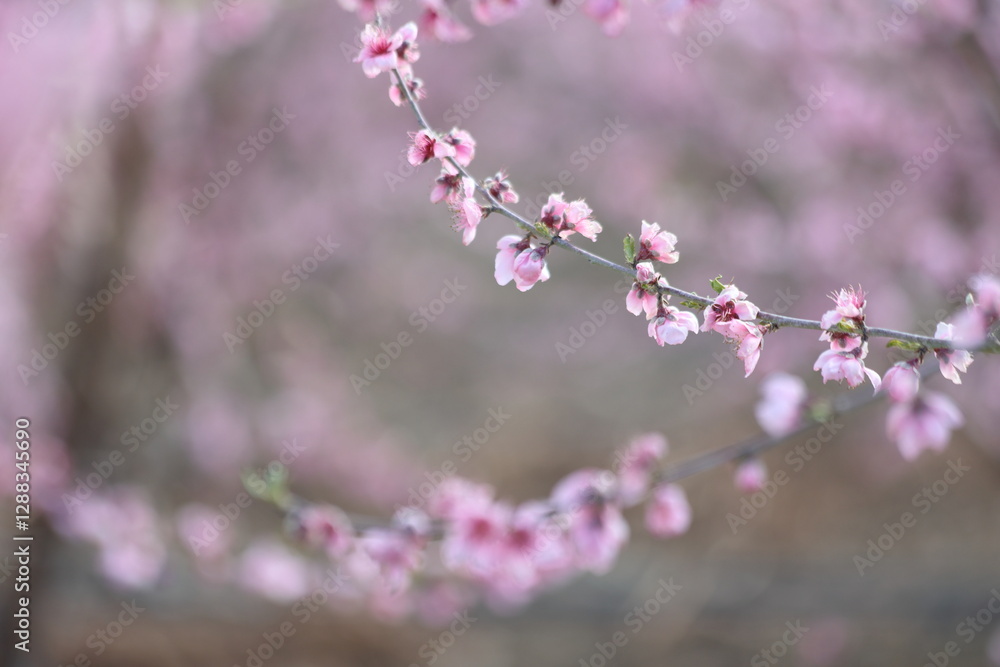 Peach tree blossoms in early spring Peach tree blossoms in early spring