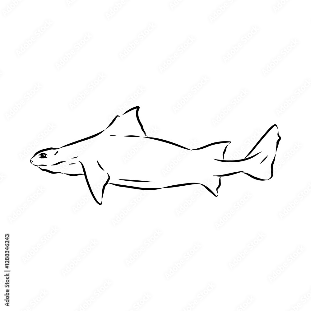 Obraz premium Australian centrina, vector sketch shark, vector sketch Vector illustration of a shark