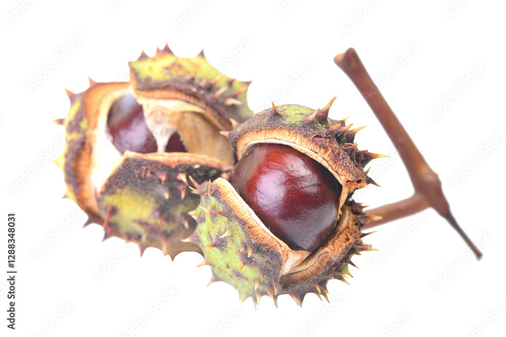 Chestnuts isolated on white background