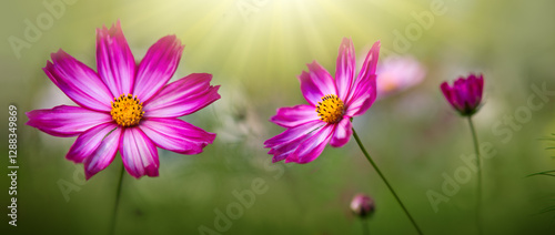 Pink cosmos flowers isolated on green blur background