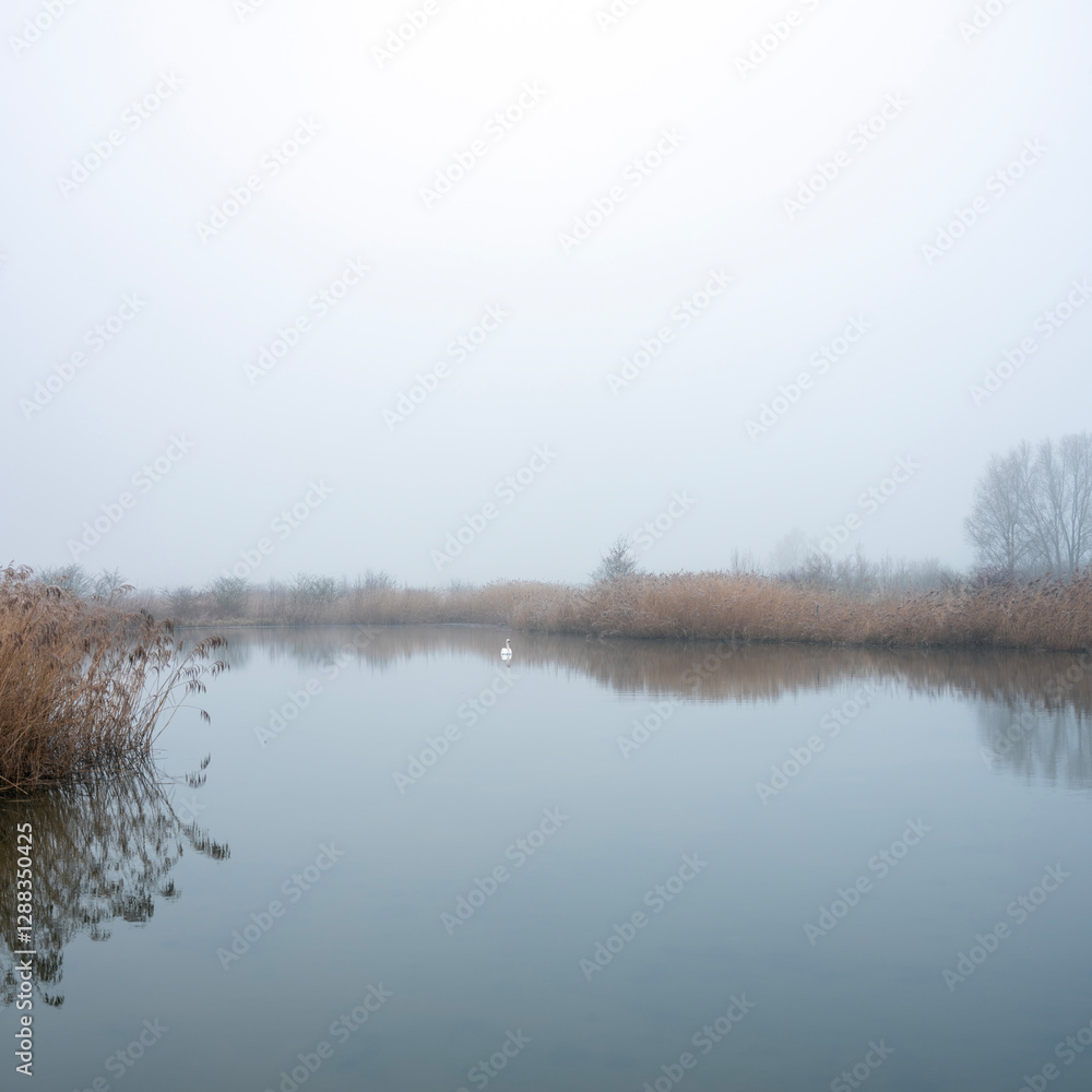 white swan in pond of floodplanes of river rhine near utrecht in holland on foggy winter day white swan in pond of floodplanes of river rhine near utrecht in holland on foggy winter day