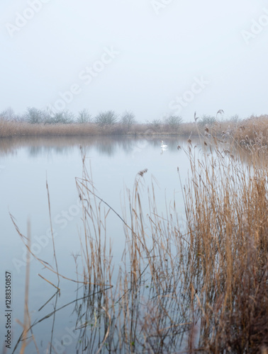 white swan in pond of floodplanes of river rhine near utrecht in holland on foggy winter day