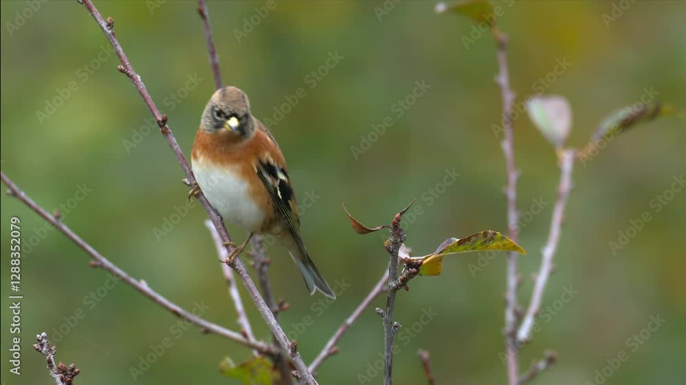 Brambling bird, Fringilla montifringilla. Small passerine bird also called the cock o the north and the mountain finch perched in a tree top close up. Brambling bird, Fringilla montifringilla. Small passerine bird also called the cock o the north and the mountain finch perched in a tree top close up.