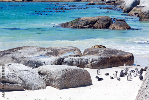 Large colony of African Penguins (Spheniscus demersus) on Boulders Beach with giant granite boulders, Cape of Good Hope, South Africa
