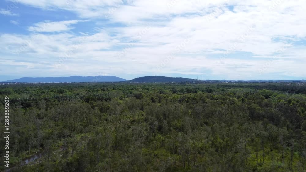 Aerial view of abandoned and drying rubber plantation due to abandonment, dead rubber trees Aerial view of abandoned and drying rubber plantation due to abandonment, dead rubber trees