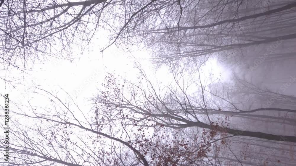 Static vertical shot of treetop during foggy and windy winter morning Static vertical shot of treetop during foggy and windy winter morning