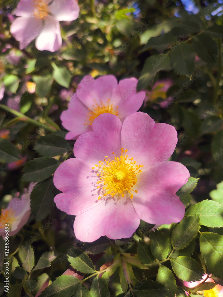 Pink rosehip flower on bush on sunny summer day. Blooming rosehip. Pink petals with many yellow stamens of blooming flower rosehip on a bush branch with green leaves. Natural sunlight. Nature natural Pink rosehip flower on bush on sunny summer day. Blooming rosehip. Pink petals with many yellow stamens of blooming flower rosehip on a bush branch with green leaves. Natural sunlight. Nature natural