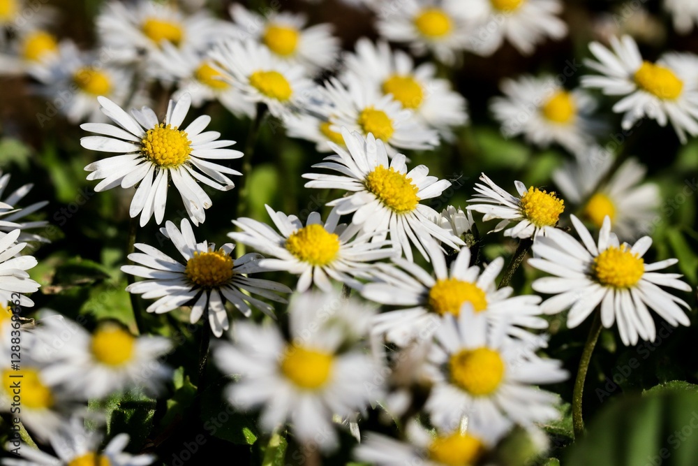 Fototapeta premium Vibrant white daisies with yellow centers in a lush garden.