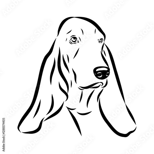 Basset hound, vector sketch Basset Hound dog breed animal vector line art one line sketch outline