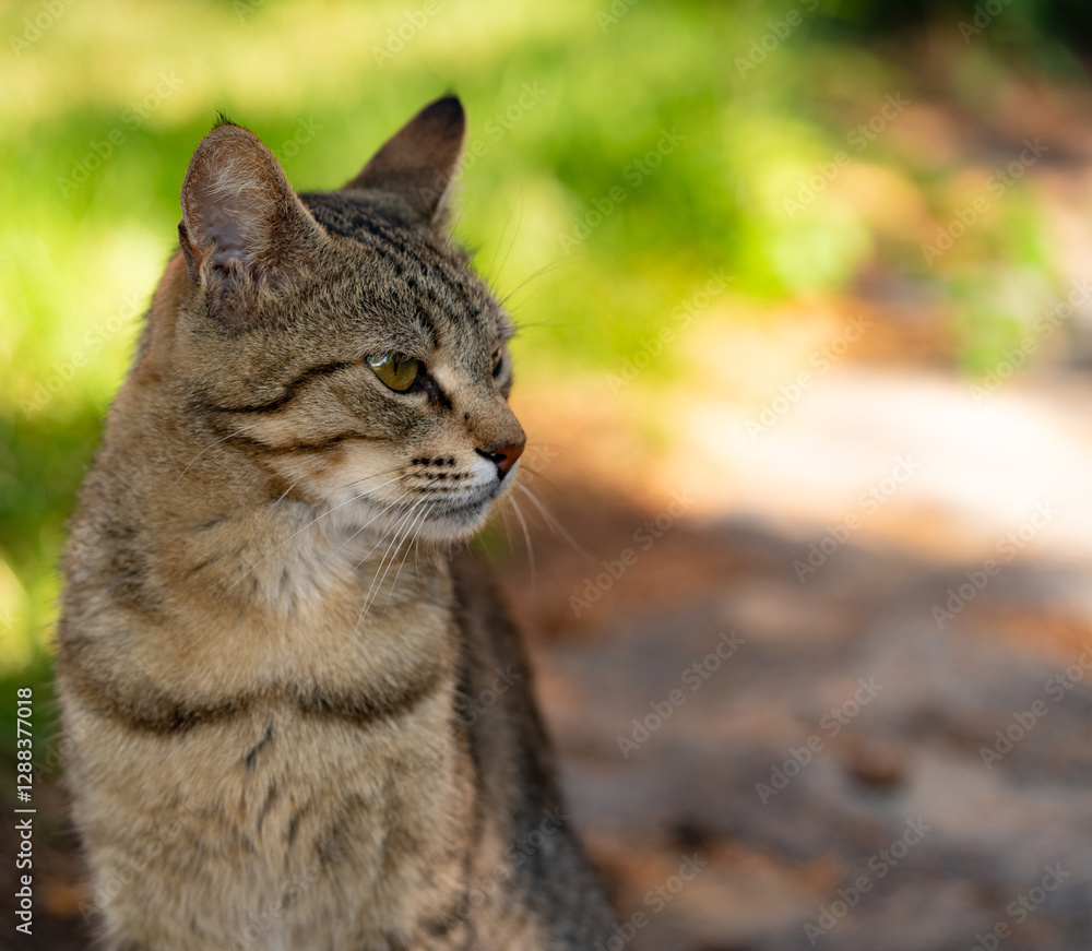 Cute tabby cat is playing in the garden. Selective focus. Cute tabby cat is playing in the garden. Selective focus.