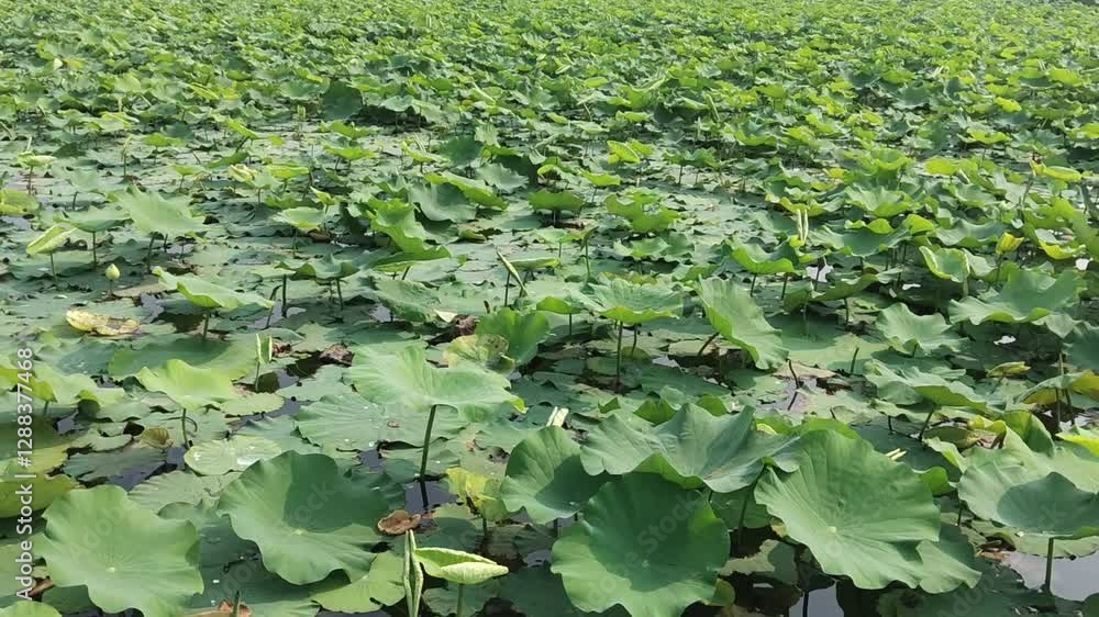 Green lotus leaves fields in the pond and the bright sun culture of Thai agriculture. 