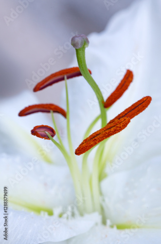 Macro white lily flower isolated on gray background