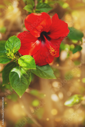 Wallpaper Mural Beautiful summer nature background with bright red flower of hibiscus Torontodigital.ca