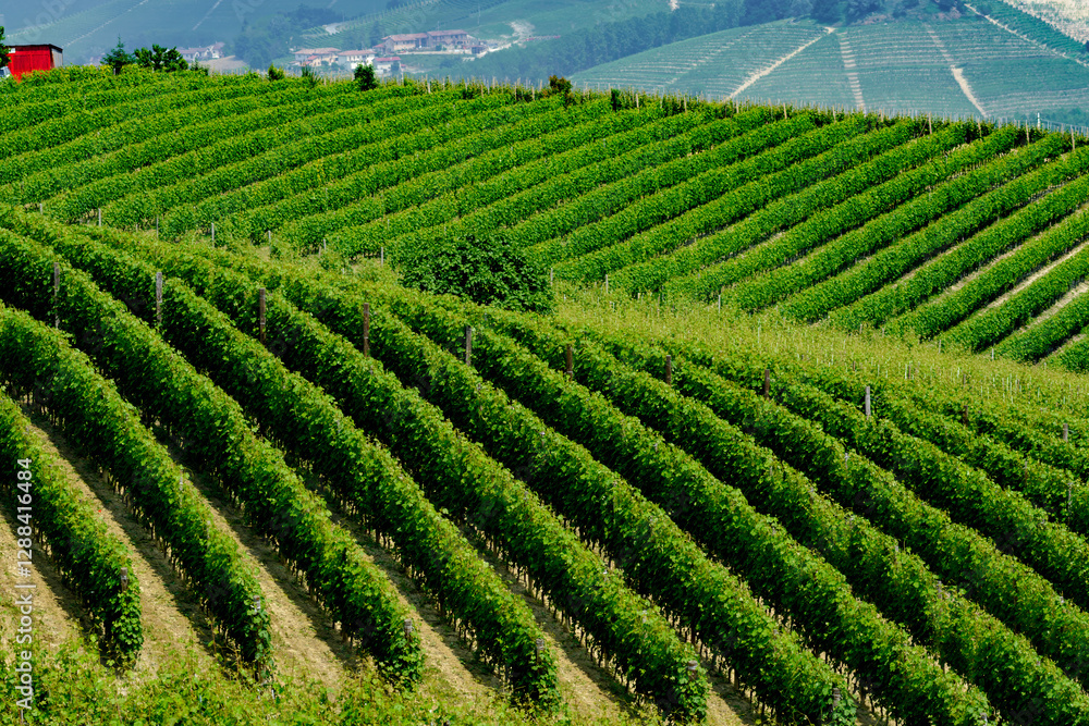 Landscape in Langhe (Piedmont) Landscape in Langhe (Piedmont)