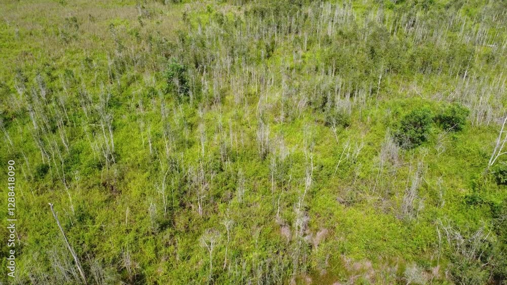 Aerial view of abandoned and drying rubber plantation due to abandonment, dead rubber trees Aerial view of abandoned and drying rubber plantation due to abandonment, dead rubber trees