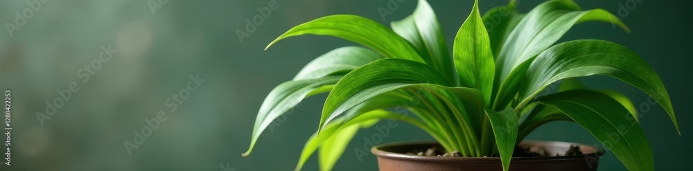 Mature spider plant, long elegant leaves arching over pot, green, curve Mature spider plant, long elegant leaves arching over pot, green, curve