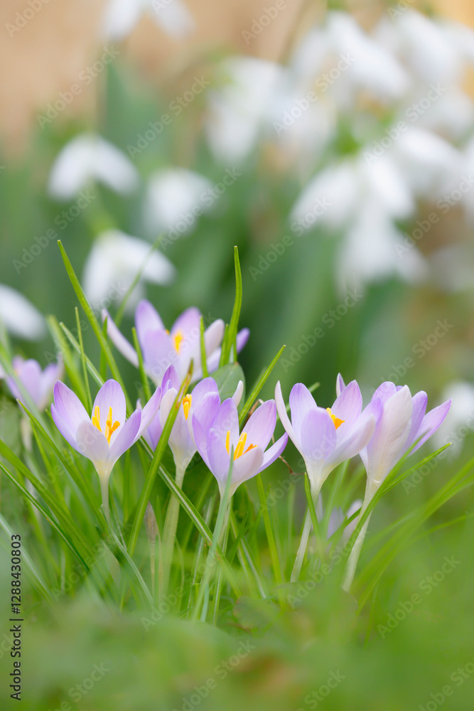 fleurs