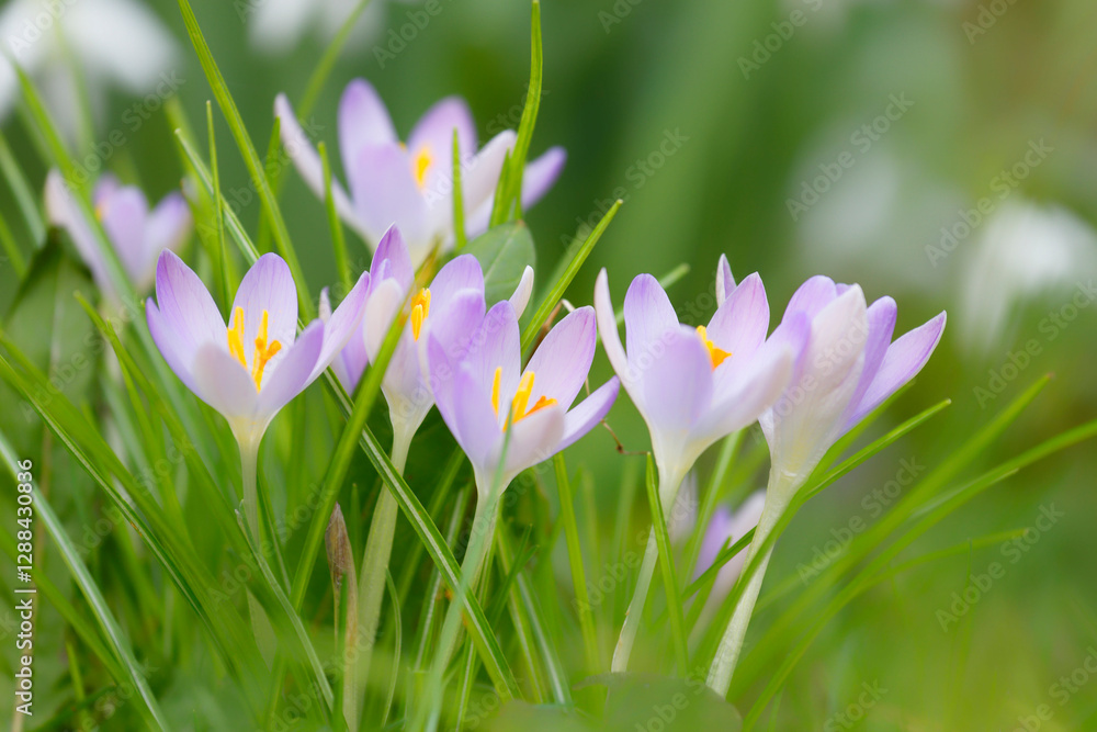 fleurs