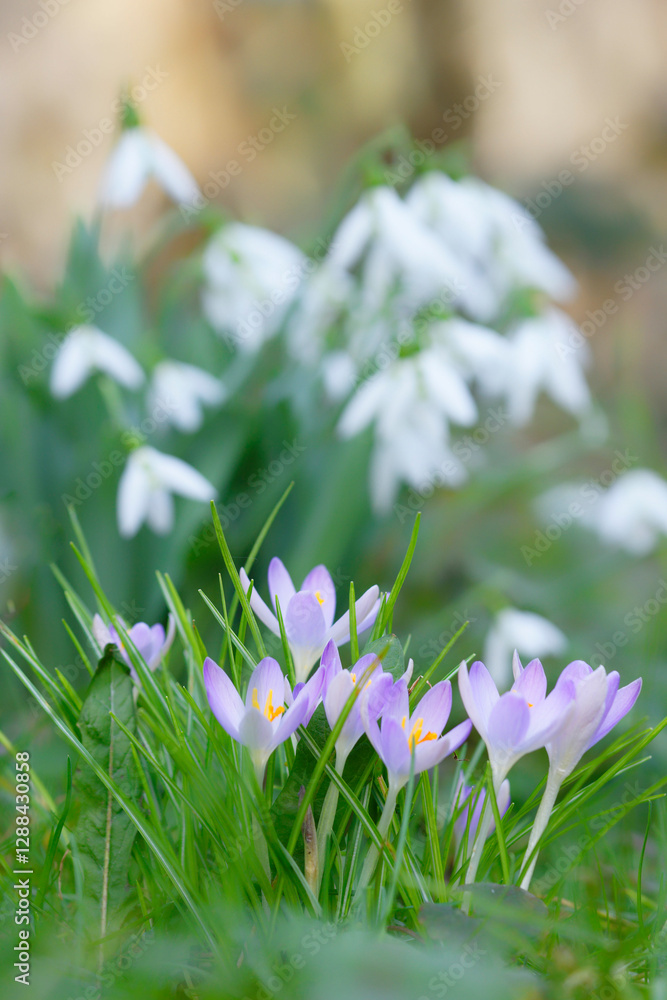 fleurs