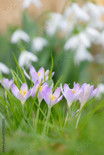 fleurs