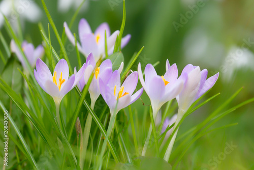 Obraz na płótnie fleurs w salonie