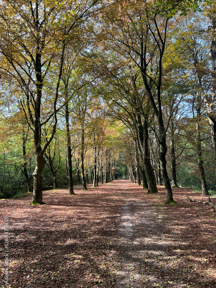 Path in the forest of Gaasterland in Friesland Path in the forest of Gaasterland in Friesland