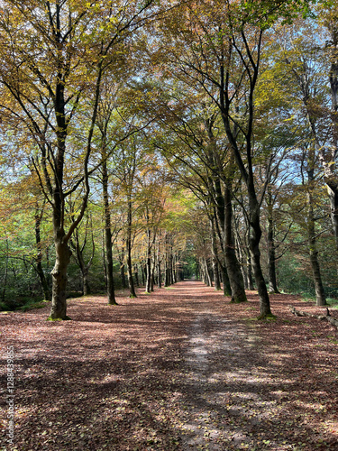 Path in the forest of Gaasterland in Friesland