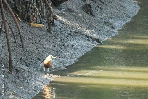 A Javan heron is standing and staring at a fish. photo