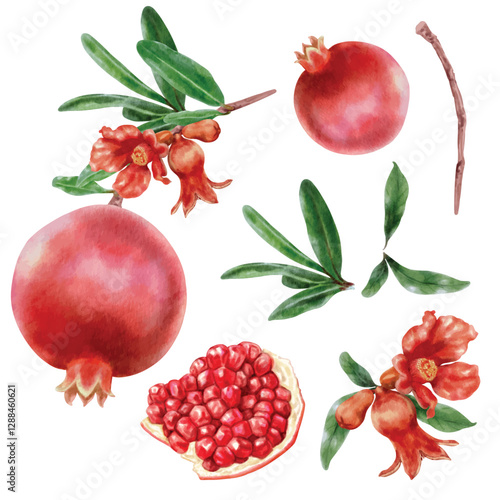 Elements vector of pomegranate with watercolor style isolated on white background.
