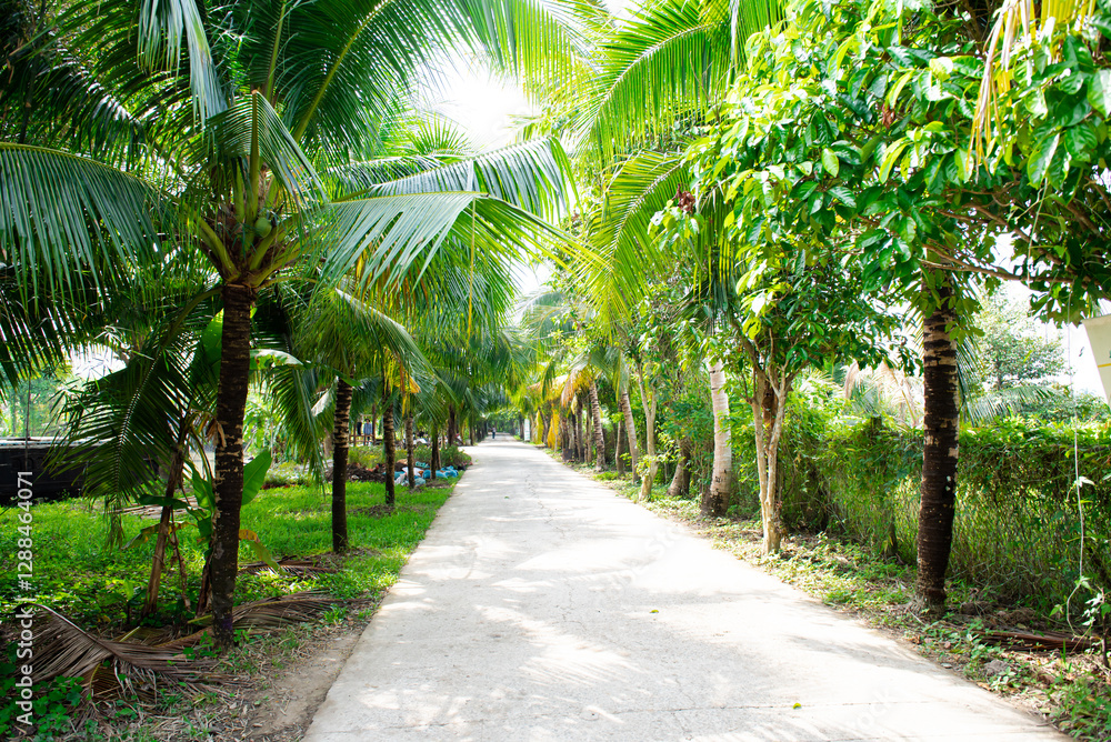 Coconut tree lined street tunnel along concrete pathway leading to lush greenery tropical fruit orchard and ecotourism local community, environmental and conservation travel in Can Tho, Vietnam Coconut tree lined street tunnel along concrete pathway leading to lush greenery tropical fruit orchard and ecotourism local community, environmental and conservation travel in Can Tho, Vietnam
