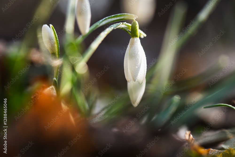 Kwiaty przebiśniegi w lesie, luty 2025, wiosenne tło.