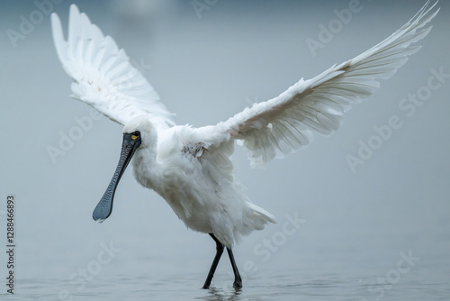 A black-faced spoonbill stands in the water with its wings spread out.
