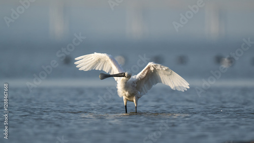 Wallpaper Mural A black-faced spoonbill stands in the water with its wings spread out. Torontodigital.ca