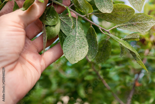 Colony of aphids on the leaves of a plum tree. A farmer holds in his hand an infested branch of a plant with insect pests.