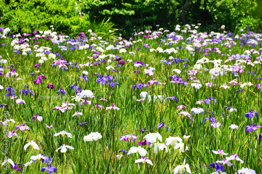 本土寺 美しい花菖蒲(日本千葉県松戸市) Hondo-ji Temple (Hondoji Temple) Beautiful irises (Matsudo City, Chiba Prefecture, Japan) 本土寺 美しい花菖蒲(日本千葉県松戸市) Hondo-ji Temple (Hondoji Temple) Beautiful irises (Matsudo City, Chiba Prefecture, Japan)
